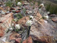 Pseudoselago gracilis