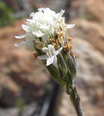 Pseudoselago gracilis