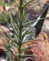 Pseudoselago gracilis