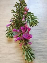 Indigofera sulcata