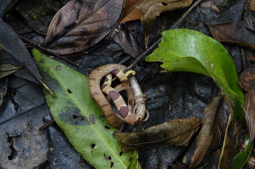 Atlantic Forest Snail-eater