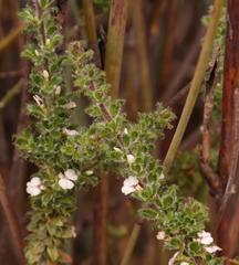 Muraltia arachnoidea