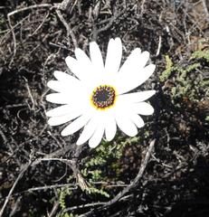 Ursinia pilifera