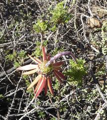 Ursinia pilifera
