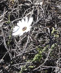 Ursinia pilifera