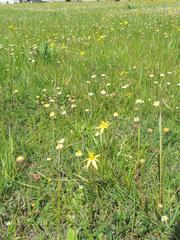 Pauridia serrata serrata