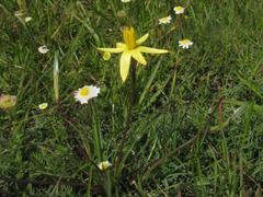 Pauridia serrata serrata