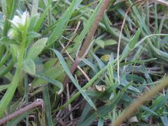 Pauridia serrata serrata