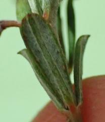 Indigofera "sclerophylla"