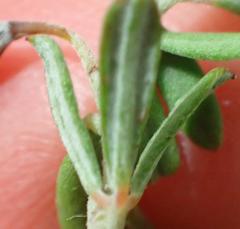 Indigofera "sclerophylla"