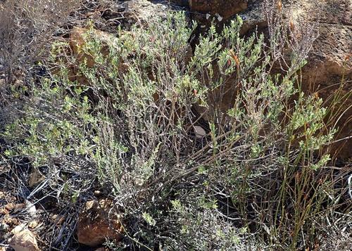 Image of Indigofera sclerophylla by (c) Nicola van Berkel, some rights reserved (CC BY-SA)