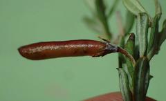 Indigofera "sclerophylla"
