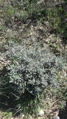 Aspalathus muraltioides