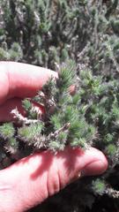 Aspalathus muraltioides