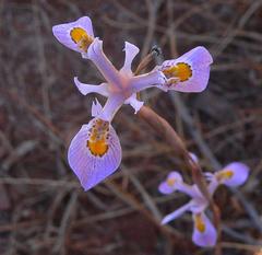 Moraea stricta