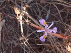 Moraea stricta