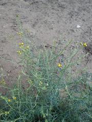 Senecio leptophyllus