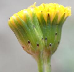 Senecio leptophyllus