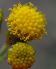 Senecio leptophyllus