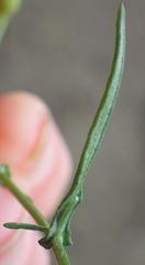 Senecio leptophyllus