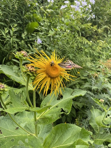 Giant Fleabane (Inula magnifica)