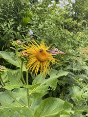 Inula magnifica, photograph (c) Наталья Пикалова, some rights reserved (CC BY)