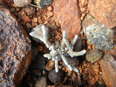 Anacampseros ustulata