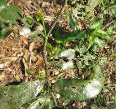 Monanthotaxis caffra