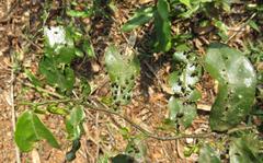 Monanthotaxis caffra