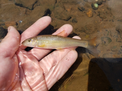 Bigmouth chub (Nocomis platyrhynchus) — Cyprinidae — 4