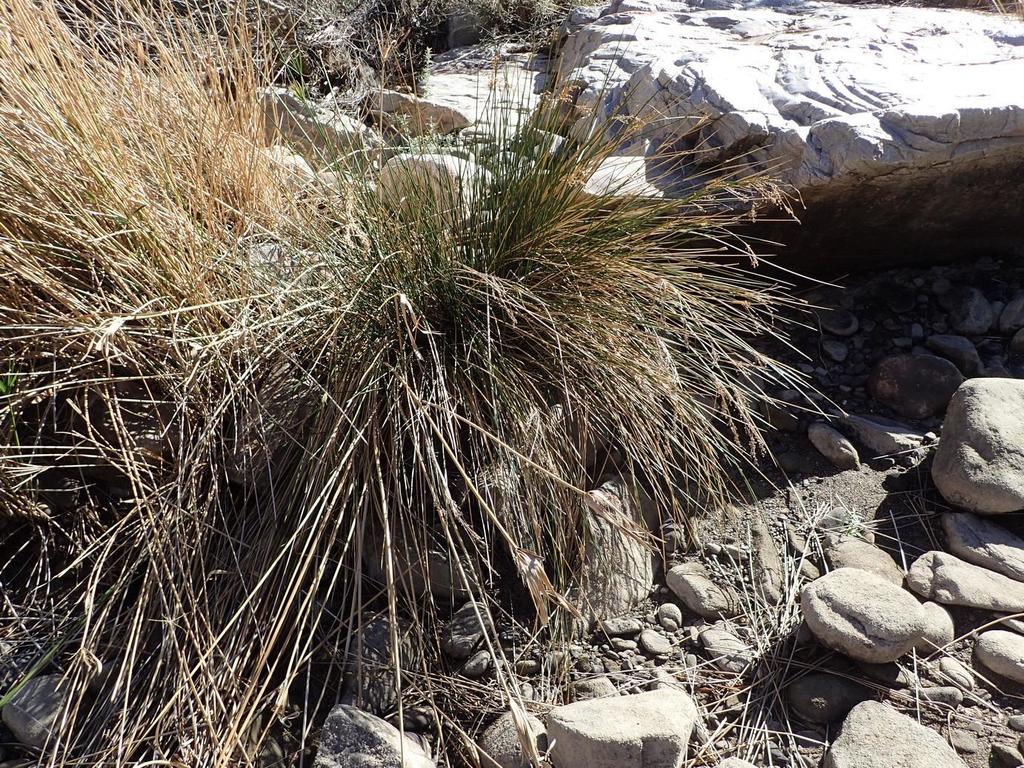 Rush (Juncus rigidus)