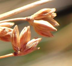 Juncus rigidus