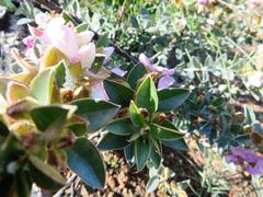 Podalyria variabilis