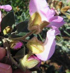 Podalyria variabilis