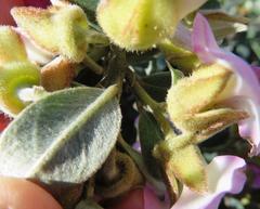 Podalyria variabilis