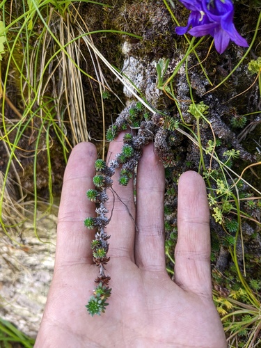Saxifraga scleropoda, photograph 5