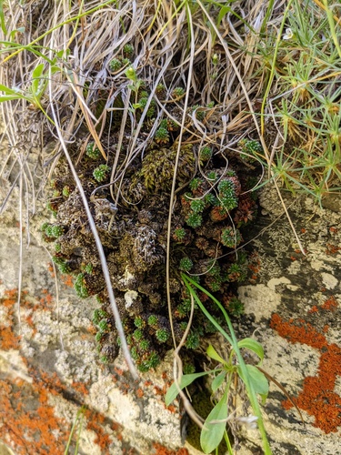 Saxifraga scleropoda, photograph 2