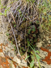 Yuri Sofronov, CC BY, iNaturalist via GBIF Saxifraga scleropoda, photograph Yuri Sofronov, CC BY, iNaturalist via GBIF