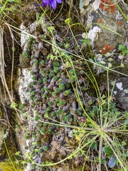 Yuri Sofronov, CC BY, iNaturalist via GBIF Saxifraga scleropoda, photograph Yuri Sofronov, CC BY, iNaturalist via GBIF