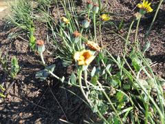 Othonna heterophylla