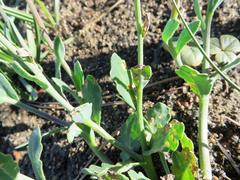 Othonna heterophylla