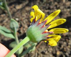 Othonna heterophylla