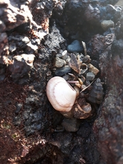 Semele rubropicta