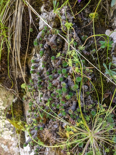 Saxifraga scleropoda, photograph 4