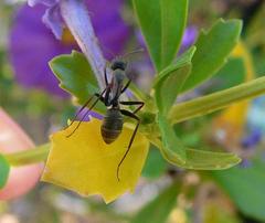 Camponotus cinctellus