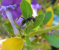 Camponotus cinctellus