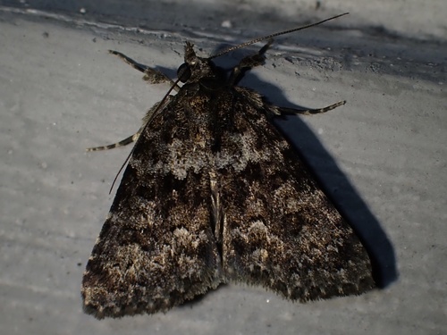 Nyctobrya maderensis