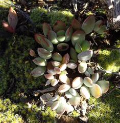 Cotyledon papillaris