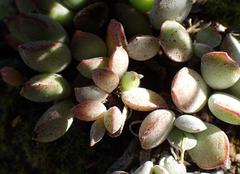 Cotyledon papillaris
