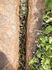 Haworthiopsis tessellata